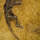 Illustration for article titled 47 Million Year Old Skeleton Reveals the Missing Link Between Lemurs and Humans